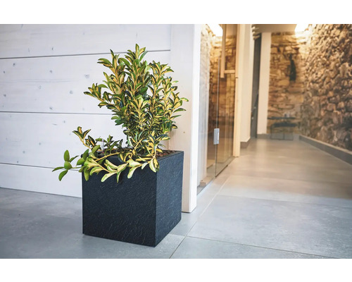 Rostlina v černém, čtvercovém květináči v interiéru.