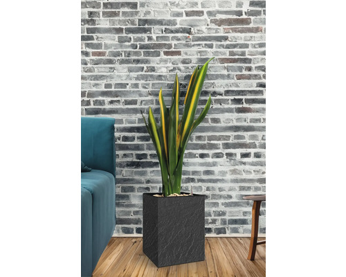 Pokojová rostlina v černém květináči před cihlovou zdí