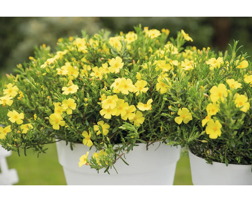 Rostlina se žlutými květy v květináči.