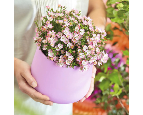 Osoba drží květináč s růžovými květy