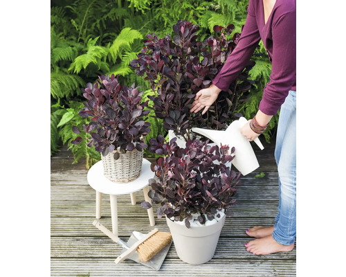 Scéna se škumpou lakovou v květináčích na zahradě, zalévanou konví