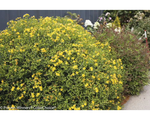 Keř třezalky s žlutými květy