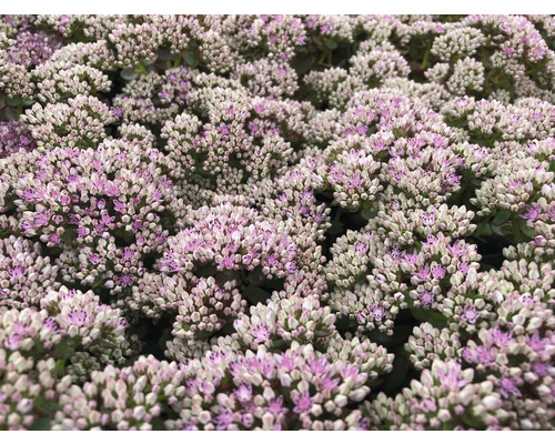 Detail květů rozchodníku