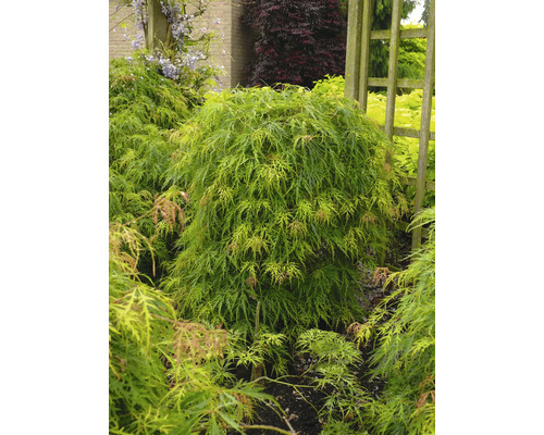 Javor japonský na zahradě