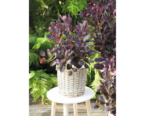 Škumpa vlasatá v košíku na stoličce