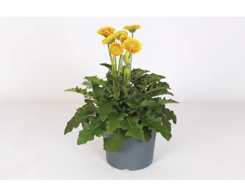 Gerbera rostlina v květináči se žlutými květy