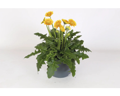 Gerbera rostlina v květináči se žlutými květy