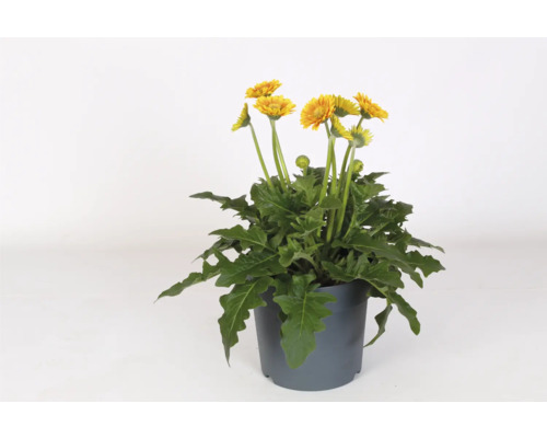 Rostlina Gerbera v květináči se žlutými květy