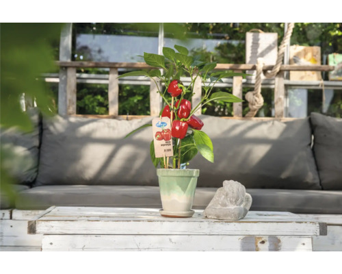 Červená paprika v květináči na stole