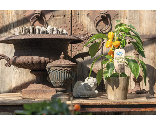 Žlutá paprika jako pochoutka, aranžovaná s dekorací na dřevěném stole před dřevěnými dveřmi