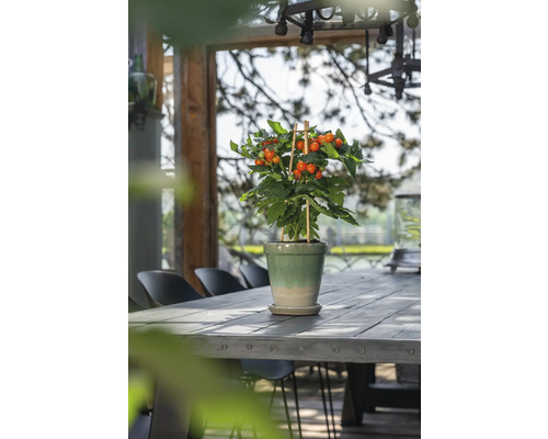 Rostlina rajčete v květináči na dřevěném stole venku.