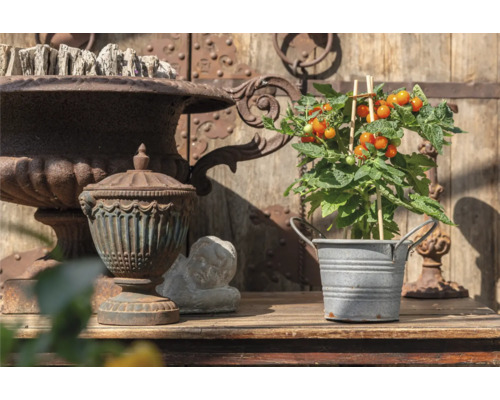 Aranžmá s dekorací a rostlinou rajčete na dřevěném stole