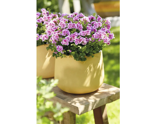 Muškáty v květináči na dřevěné stoličce