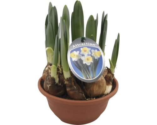 Narcisy odrůdy Attraction v květináči