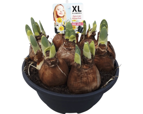 Cibulky narcisů v květináči s mladými výhonky