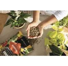 Osoba drží keramzit v rukou vedle pokojových rostlin a balení hnojiva pro rostliny Lechuza Monopon.