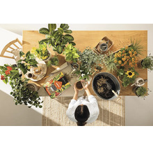 Pohled shora na stůl s různými pokojovými rostlinami, substrátem a osobou, která přesazuje rostliny.