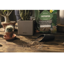 Cactuspon a kaktusy v květináčích na dřevěném stole