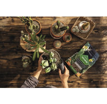 Osoba sází kaktusy do zeminy pro kaktusy na dřevěném stole