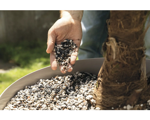 Ruka plní rostlinný granulát do květináče s palmou