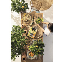 Zahradní scéna s dřevěným stolem, citrusovými rostlinami, židlí, zahradní zeminou a osobou