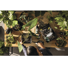 Pohled shora na osobu přesazující pokojovou rostlinu s potřebami, jako je zemina a konev.