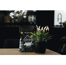 Pěstební substrát Lechuza Blackstonepon vedle anturie v květináči