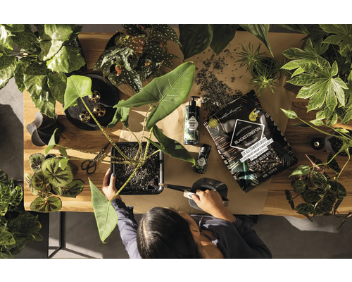 Pohled shora na osobu, která přesazuje pokojovou rostlinu, obklopenou zeminou, přípravky pro péči o rostliny a různými dalšími pokojovými rostlinami na dřevěném stole.