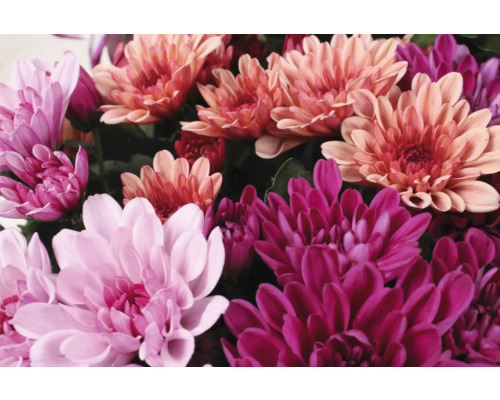 Detail květů chryzantém