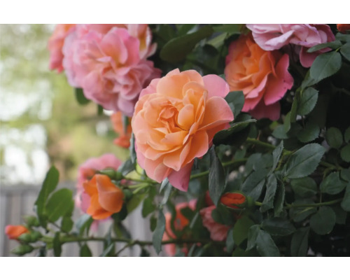 Detailní záběr květů růží s listy