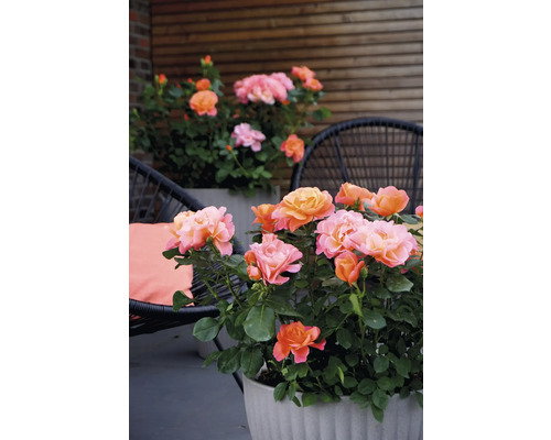 Růže v květináčích na terase s posezením