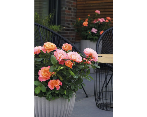 Růže v květináči na terase