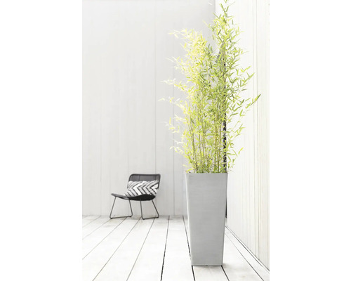 Dekorativní bambus v květináči vedle židle na světlé dřevěné podlaze.