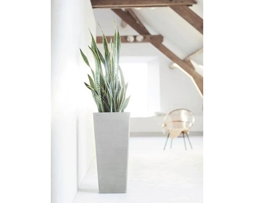 Pokoj s pokojovou rostlinou Sansevieria v květináči