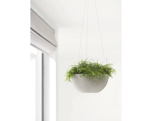 Závěsná pokojová rostlina v kulatém květináči zavěšená na provázcích