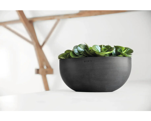 Černá květinová mísa se zelenými rostlinami