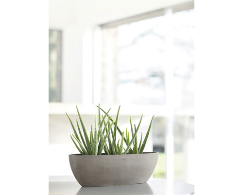 Rostliny Aloe Vera v květináči