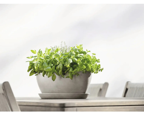 Bylinková zahrada v květináči na dřevěném stole