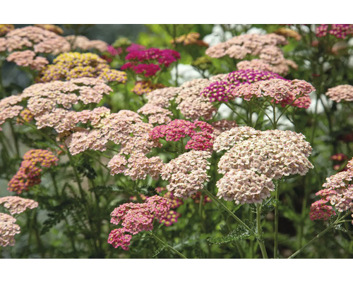 Řebříček obecný růžový FloraSelf Achillea millefolium 'Milly Rock' Rose květináč 0,5 l