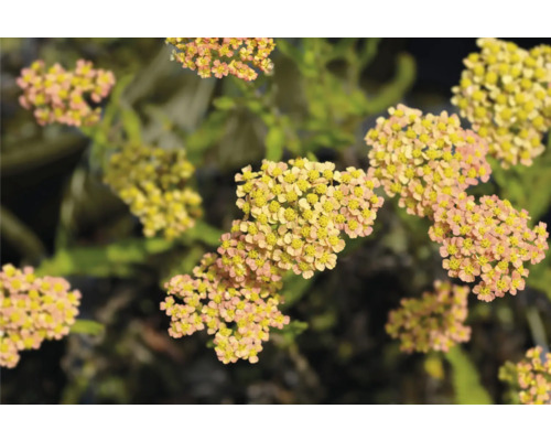 Řebříček obecný cihlovo-žlutý FloraSelf Achillea millefolium 'Milly Rock' Yellow Terracotta květináč 0,5 l