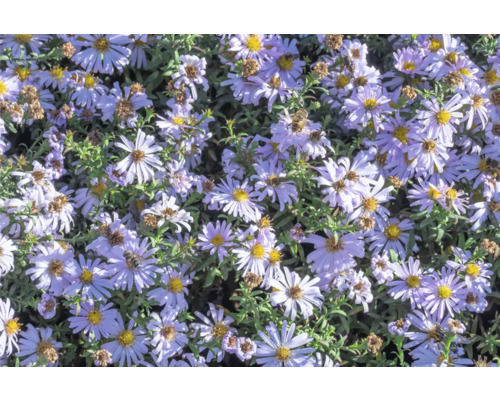 Hvězdnice FloraSelf Aster dumosus 'Mittelmeer' květináč 0,5 l