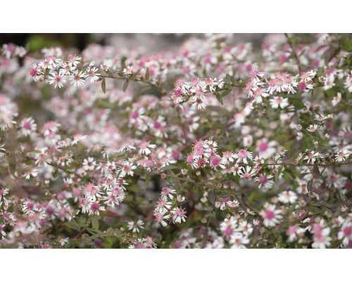 Astra, hvězdnice pokřivená FloraSelf Aster lateriflorus 'Lady in Black' květináč 0,5 l