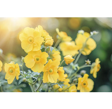 Kuklík šarlatový FloraSelf Geum coccineum 'Tosai Yellow' květináč 0,5 l