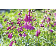 Dračík vousatý FloraSelf Penstemon barbatus 'Twizzle Purple' květináč 0,5 l