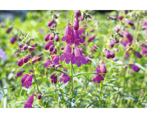 Dračík vousatý FloraSelf Penstemon barbatus 'Twizzle Purple' květináč 0,5 l