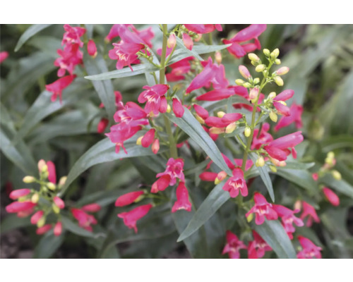Dračík vousatý FloraSelf Penstemon barbatus 'Twizzle Scarlet' květináč 0,5 l Fotografie rostliny penízovky s květy