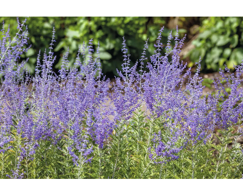 Šalvěj Yangova, perovskie lebedolistá, ruská šalvěj FloraSelf Perovskia atriplicifolia 'Blue Spire' květináč 0,5 l