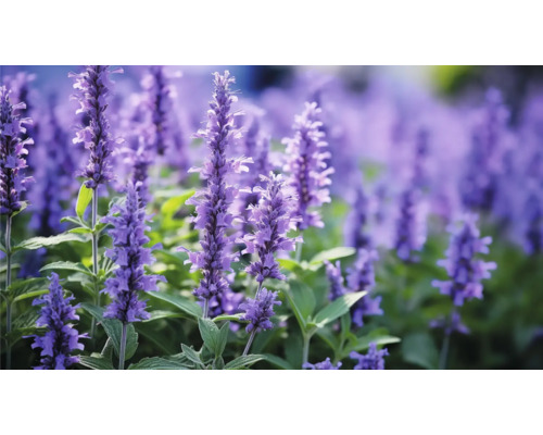 Šalvěj hajní FloraSelf Salvia nemorosa 'Blue Marvel' květináč 0,5 l