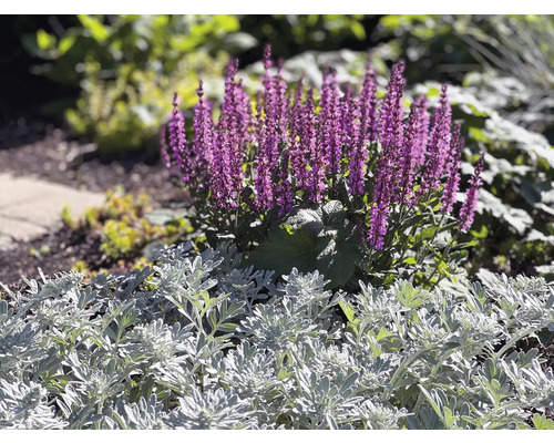 Šalvěj hajní FloraSelf Salvia nemorosa 'Medium Deep Rose' květináč 0,5 l