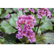 Bergénie Floraself Bergenia cordifolia 'Ouverture' květináč 0,5 l